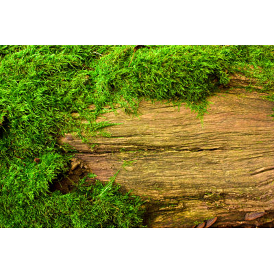 " Moss On Tree "