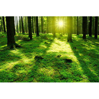 Green Forest - Wrapped Canvas Print