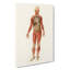 Anatomical Illustration Of A Male by Charles D' Orbigny - Wrapped Canvas Painting-55367603