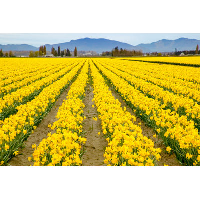 «Mount Vernon Washington State USA Field of Yellow Daffodils», reproduction d'affiche par Janet Horton (36 x 24) # US48JHO1395