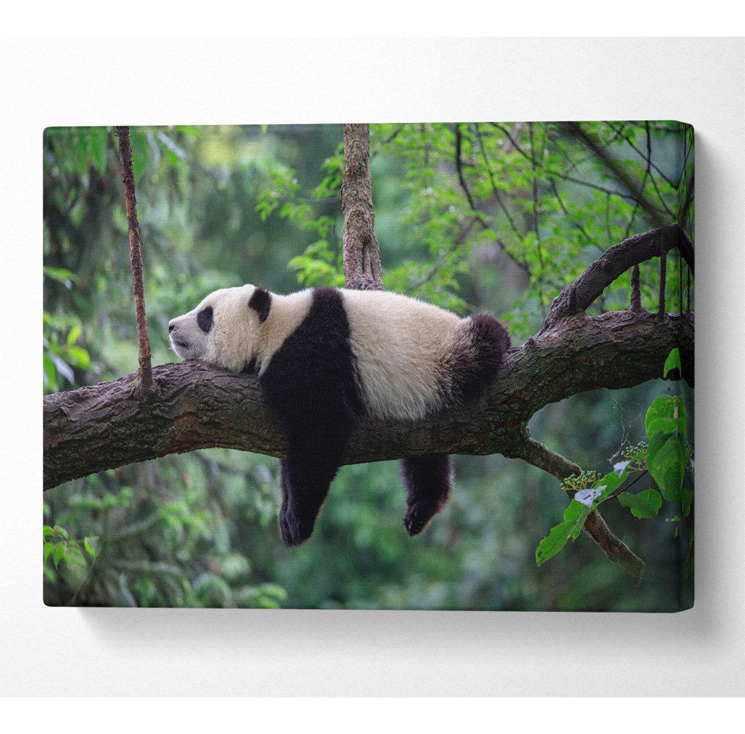 Panda Snooze - Kunstdrucke ohne Rahmen auf Leinwand