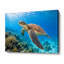 «Sea Turtle Reef», art mural toile tropicale-129452286