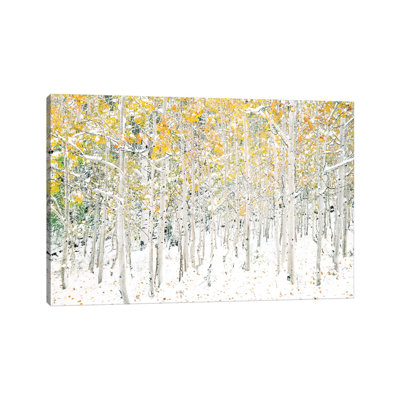 Quake Aspens par Shelley Lake - photographie sur toile tendue
