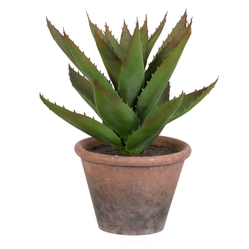 Prince succulent en pot