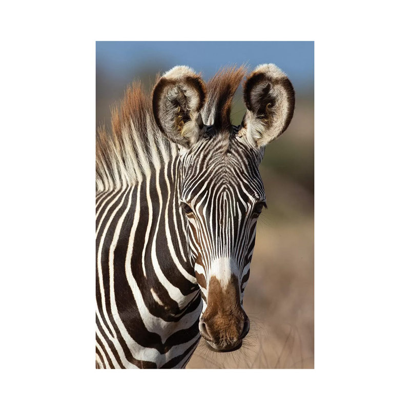 Grevy Zebra Portrait by Mogens Trolle - Wrapped Canvas Print, 20.32 cm H x 30.48 cm W