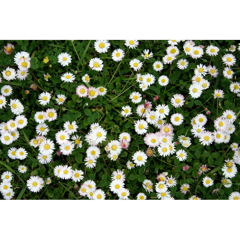 Meadow - Wrapped Canvas Print, 20cm H x 30cm W