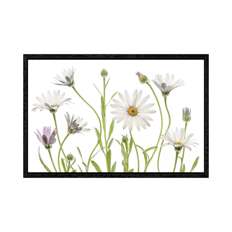 Cape Daisies by Mandy Disher - Print on Canvas, 45.72cm H x 66.04cm W x 3.81cm D, Black Framed