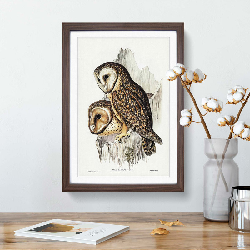 Chestnut-faced Owls by Elizabeth Gould - Picture Frame Painting Print, 48cm H x 36cm W x 2cm D, Walnut Framed