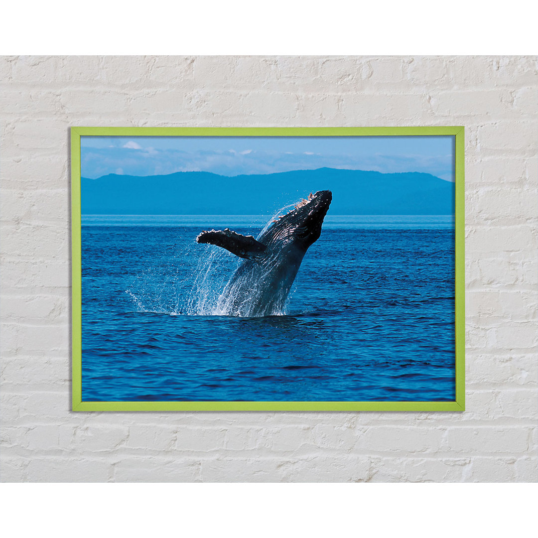 Aspelare Whale Ocean Jump - Einzelner Bilderrahmen Kunstdrucke