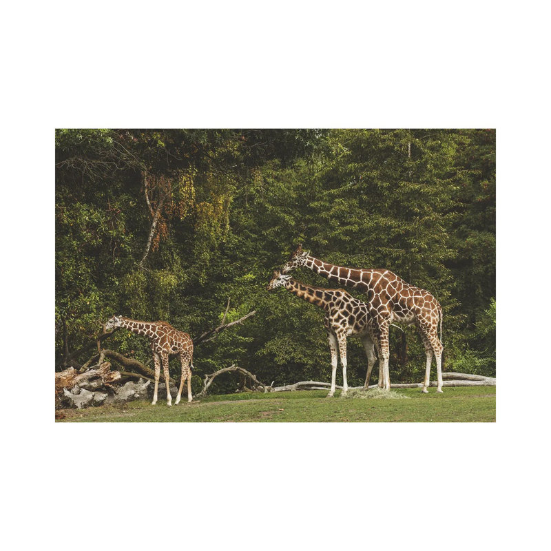 Watching Over by Louis Ruth - Wrapped Canvas Print, 20.32 cm H x 30.48 cm W
