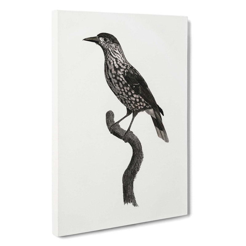 Nutcracker Bird by Jacques Barraband - Wrapped Canvas, 50cm H x 35cm W x 3cm D