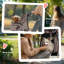 Collapsible Pet Carrier-981151263