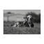 «Resting Cow in Grass» par Dakota Diener-1715372114