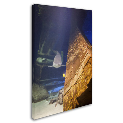 Big Fish Little Fish Photographic Print on Wrapped Canvas