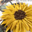 Housse de coussin décoratif décorative 3D tournesol 18 x 18 pouces