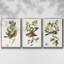 Ensemble de 3 cadres photo sur toile Antique Botanical Collection IV-97759078-97759079
