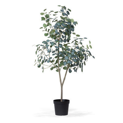 Park Hill Collection Eucalyptus Tree In Grower's Pot, 60"
