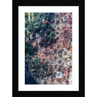 Daisey "Ocean Curiosities" Print