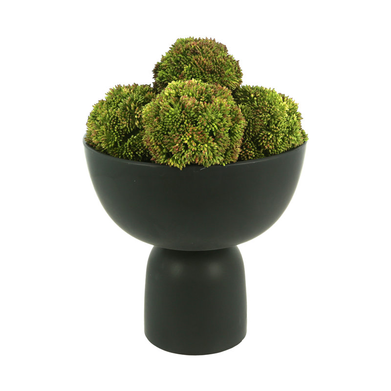Decorative Sedum Balls, Green