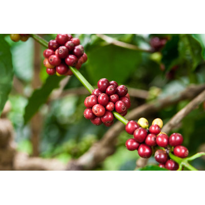 " Coffee Plant " by Copit
