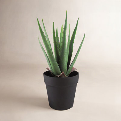 Plant in Pot