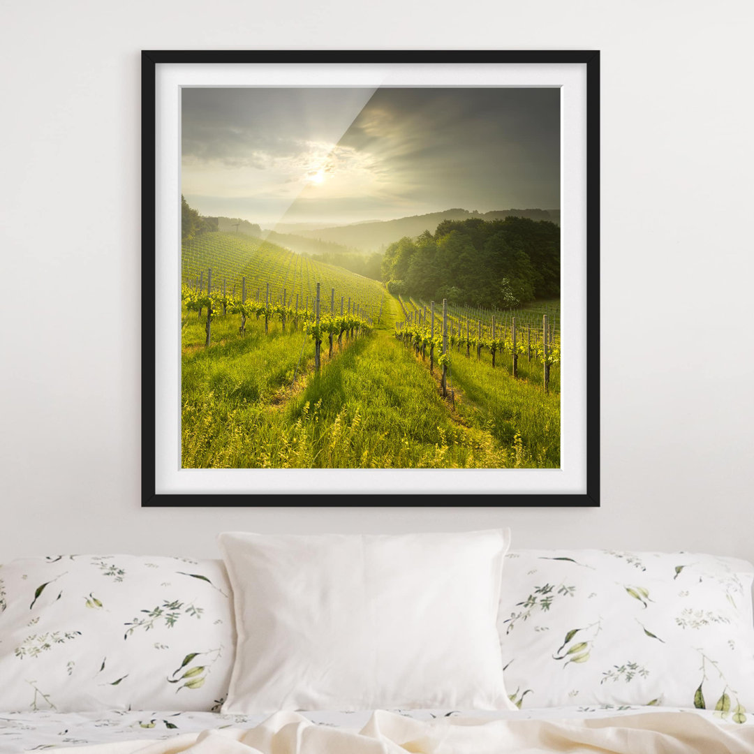 Gerahmtes Poster Vineyard Sunbeams