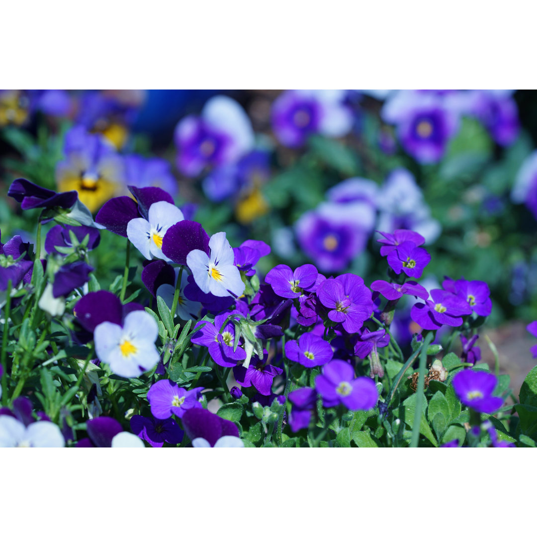 Horned Pansies And Purple Rock Cress von Schnuddel - Kunstdrucke auf Leinwand ohne Rahmen