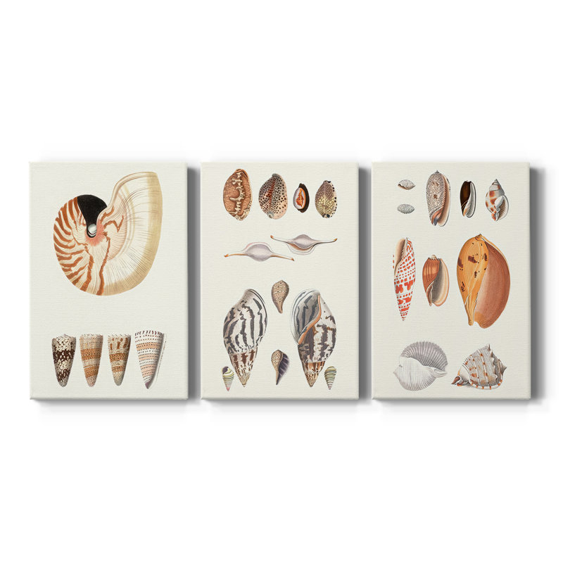 Shell Collection I - Toile tendue sur mesure avec châssis - 3 pièces, H 12 po x l 24 po