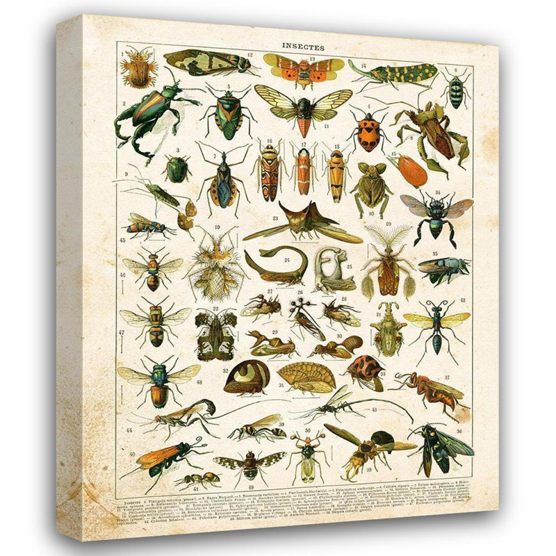 Red Barrel Studio® Babbitt, Gwendolyn Gallery Wrapped Canvas Art Titled: Bug Chart II, 18" H x 15" W