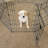 Lucky Dog Exercise Pens-11941707