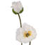 Coquelicot d'été + bourgeon 29 po -853245134