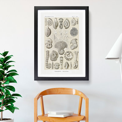 Study of Shells by Ernst Haeckel - Picture Frame Graphic Art