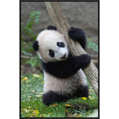 " Giant Panda Cub, Native To China "