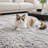Soft Shaggy Area Rug, Multiple Sizes Grey Fluffy Carpet for Living Room Bedroom, Plush Fuzzy Rugs for Home Decor, Halloween Christmas Seasonal & Daily Use, Non-Slip Cozy Floor Mat-1772373142