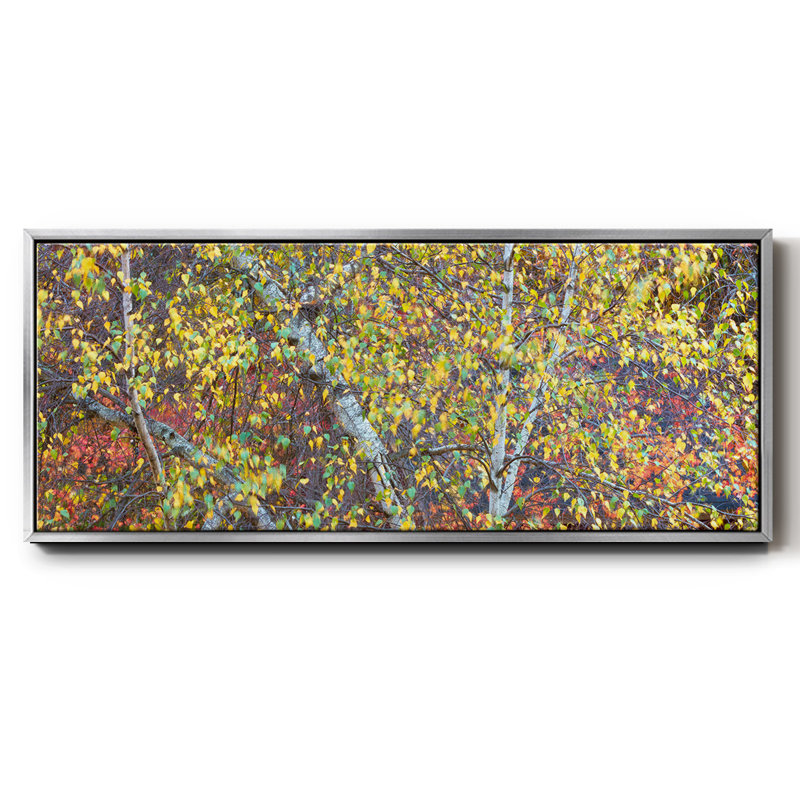 Tree Panorama IV- Framed Canvas