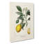 Illustration of A Lemon Tree - Wall Art-89191328-89191330