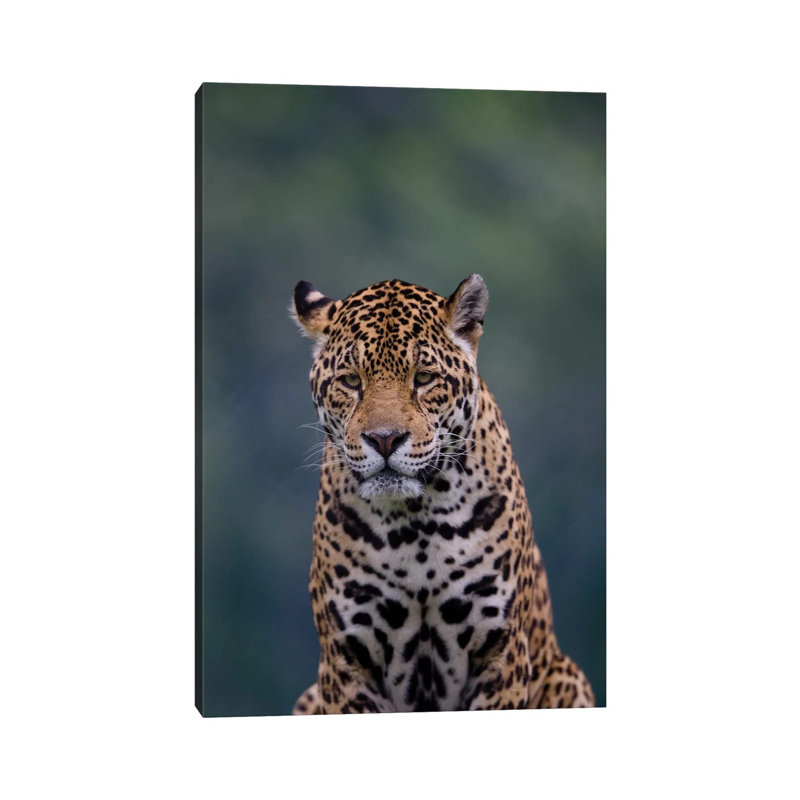 Jaguar I by Goran Anastasovski - Wrapped Canvas Print, 30.48 cm H x 45.72 cm W