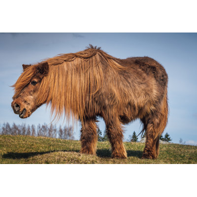 " Icelandic Horse " by Binnerstam