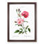 Ever-blowing Pink Roses by Pierre-Joseph Redoute - Picture Frame Painting Print-55535958-55535960