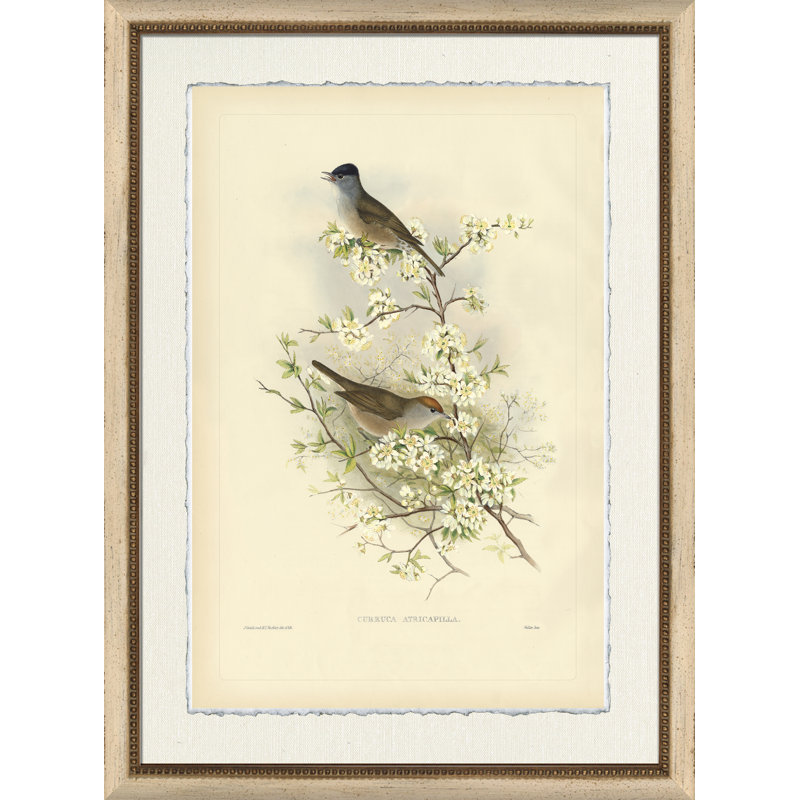Curruca Atricapilla Print