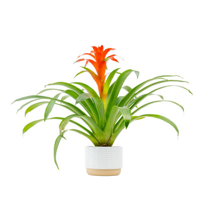 Bromeliad Plant in Planter