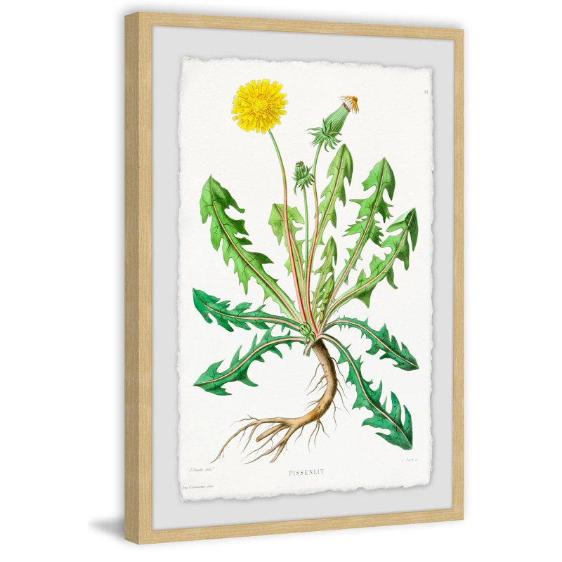 « yellow pissenlit », reproduction d’impression encadrée, H 24 po x l 16 po