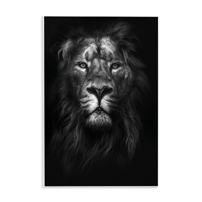 Dunfermline «King of the Jungle Lion In Shadows Black and White» par Design Fabrikken, impression, H 15 po x l 10 po