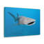 «Whale Shark» chasse, requin-baleine à la chasse, reproduction d'art mural-793438709