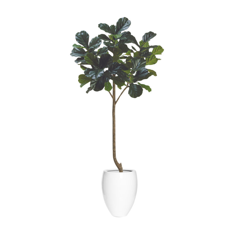 Arbre à violon 7 pi avec pot en fibre de pierre, Blanc