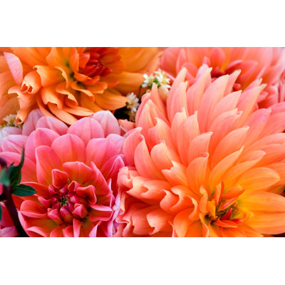 " Dahlia Bulbs And Flowers "