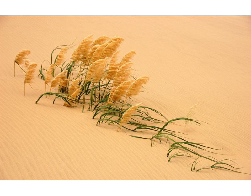 Wrapped Canvas Print, 50.8 cm H x 76.2 cm W