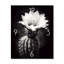 Horloge murale surdimensionnée noire avec cactus noir et blanc-1857196422