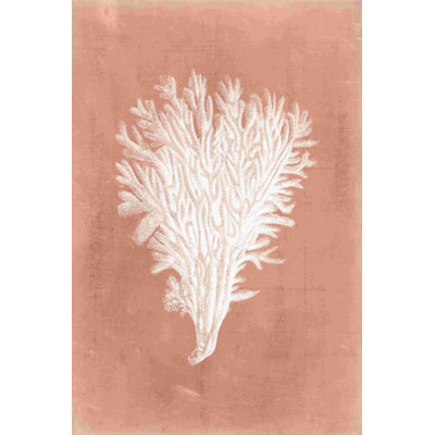 Sealife sur corail II