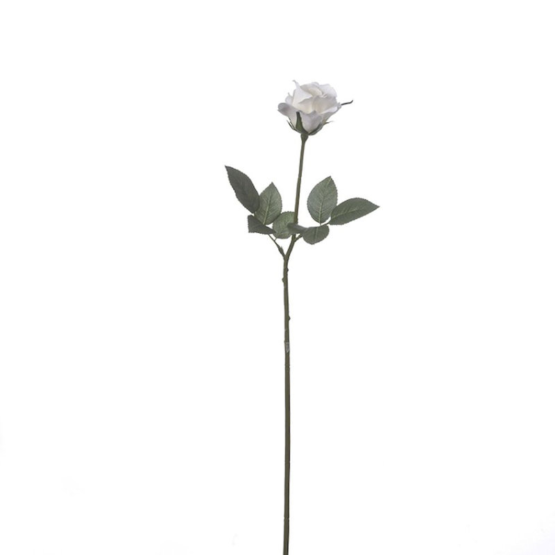 Tige d’alice roses, Blanc